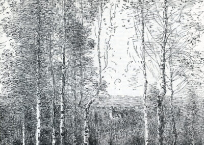 Les bouleaux du Mont Joli (Croquis au crayon)